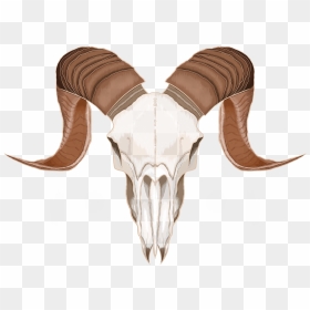 Skulls On Behance - Png Goat Skull, Transparent Png - goat skull png
