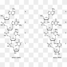 Organic Chemistry Drawing - Dna Molecular Structure, HD Png Download - chemistry icon png