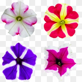 Surfinien 2 Farbig, HD Png Download - petunia png