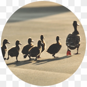 Transparent Swan Silhouette Png - Line Up Ducks, Png Download - swan silhouette png
