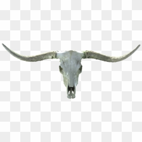 Long Horn Skull - Texas Longhorn, HD Png Download - goat skull png