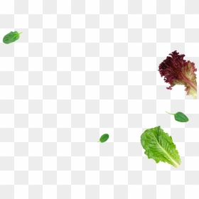 Red Leaf Lettuce, HD Png Download - flying leaves png