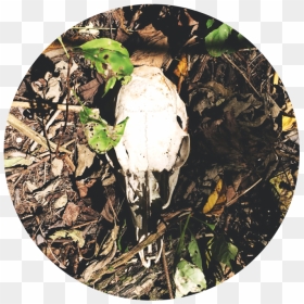 Skull - Grass, HD Png Download - goat skull png