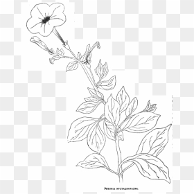 Jussieu, Constructed The Genus Petunia, And Named The - Drawing, HD Png Download - petunia png