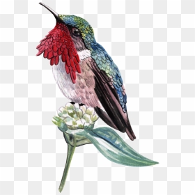 Aves - Wine Throated Hummingbird Atthis Ellioti )- - Birds, HD Png Download - aves png