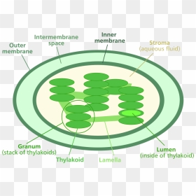 File - Chloroplast Diagram - Svg - Stroma Chloroplaste, HD Png Download - chloroplast png