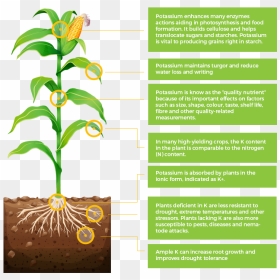 It Plays A Part In Many Important Regulatory Roles - Need Of Potassium For Plants Growth, HD Png Download - corn plant png