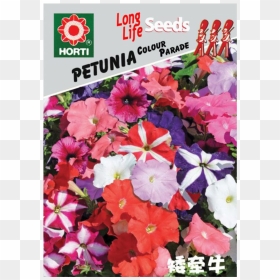 Summer Bedding Plants, HD Png Download - petunia png