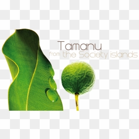 Tree, HD Png Download - ingredients png