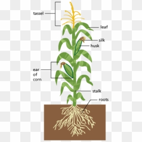 Image Of Edible Parts Of A Plant Diagram Large Size - Parts Of A Corn Plant Diagram, HD Png Download - corn plant png