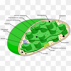 Cell Eng Organelle Photosynthetic - Dna In A Chloroplast, HD Png Download - chloroplast png