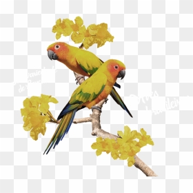 Macaw, HD Png Download - aves png