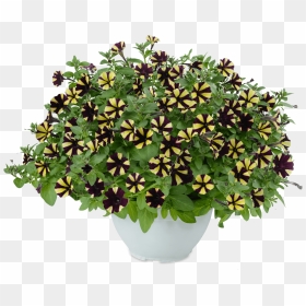 Petunia, HD Png Download - petunia png