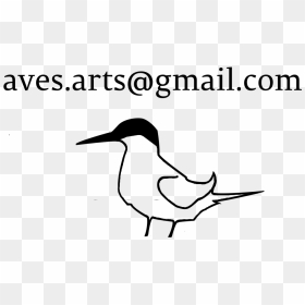 Damara Tern Email-1 - Coraciiformes, HD Png Download - aves png