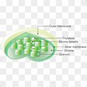 Chloroplast Png, Transparent Png - chloroplast png