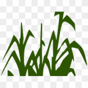 Stalk Clipart Clipart Corn - Clipart Black And White Corn Stalks, HD Png Download - corn plant png