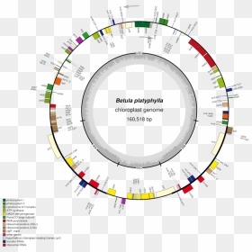 Figure1 - Chloroplast Genome Organisation In Plants, HD Png Download - chloroplast png