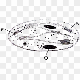 Line Art, HD Png Download - chloroplast png