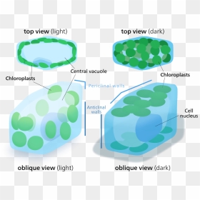 Chloroplast Movement - Periclinal And Anticlinal Wall, HD Png Download - chloroplast png