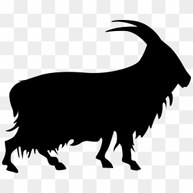 The Cashmir Goat - Bull, HD Png Download - goat skull png