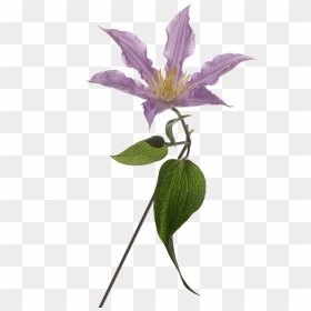 Mexican Petunia, HD Png Download - petunia png