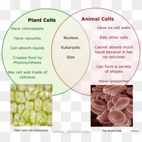 Lesson Plan Comparing Plant, Animal Cells Cleaver Plant - Plant Cell V Animal Cell Venn Diagram, HD Png Download - cleaver png