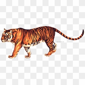 Animated Picture Of A Tiger, HD Png Download - tiger icon png
