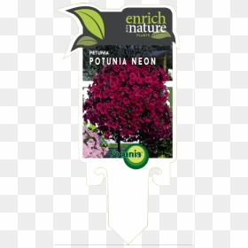 Blood Amaranth, HD Png Download - petunia png