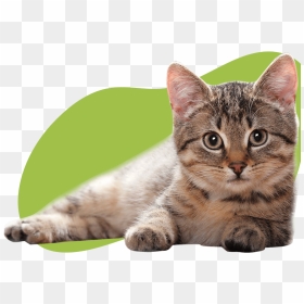 Image - Transparent Background Cat Png, Png Download - cat ear png
