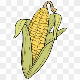 Corn Cob Clipart, HD Png Download - corn plant png