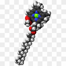 Chlorophylle 3d, HD Png Download - chloroplast png