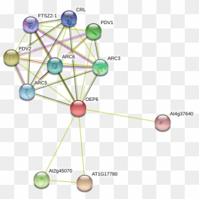 Oep6 Protein - Circle, HD Png Download - chloroplast png
