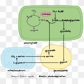 Photorespiration - Photosynthesis Flow Chart, HD Png Download - chloroplast png
