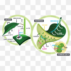 Physiology Of The Leaf, HD Png Download - chloroplast png