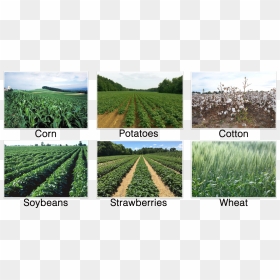 Crops, HD Png Download - corn plant png