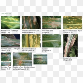 Chlorophyta, HD Png Download - corn plant png