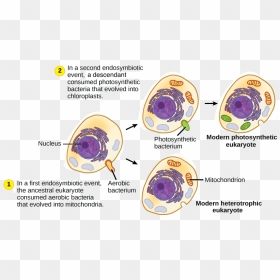 Biochemical Evidence For Evolution, HD Png Download - chloroplast png