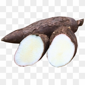 Cassava - Cassava And Bamboo Shoots, HD Png Download - yuca png