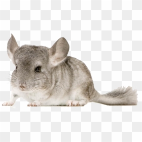 Chinchilla-copie - Chinchilla Scary, HD Png Download - chinchilla png
