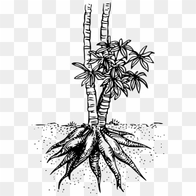 Yuca Dibujo Para Colorear, HD Png Download - yuca png
