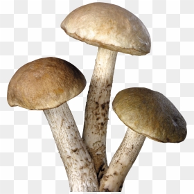 Three Tree Mushrooms Png Image, Transparent Png - shrooms png