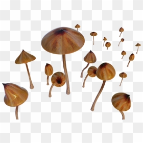 Russula Integra, HD Png Download - shrooms png