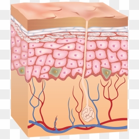Skin Png - Skin Layer - 5 Layers Of Epidermis, Transparent Png - layer png