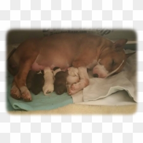 Png Free Library Newborn Puppy Culture Its Hard To - Newborn Brindle Pitbull Puppies, Transparent Png - puppy paw png