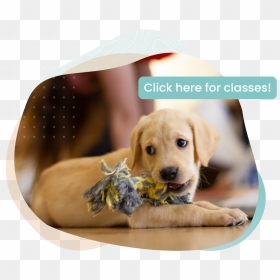 Labrador Retriever, HD Png Download - puppy paw png