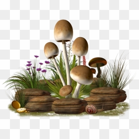 Mushrooms Png, Transparent Png - shrooms png