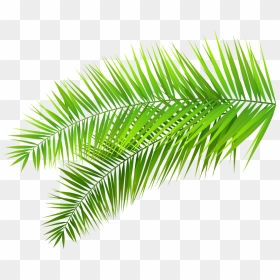 Coconuts Vector Palm Tree - Palm Leaves Transparent Background, HD Png Download - palm leaf vector png