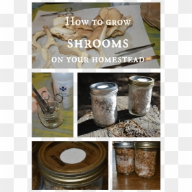 How To Grow Shrooms Joybilee Farm - Grow Shrooms, HD Png Download - shrooms png