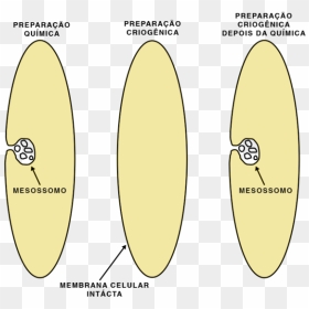 Formacao Mesossomo - O Que É Mesossomo, HD Png Download - celular vector png