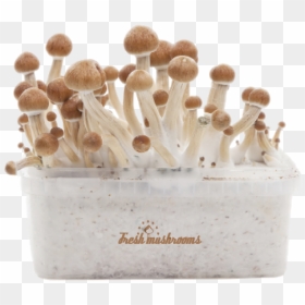 Amazonian Xp Fresh Magic Mushrooms Grow Kit "   Title="amazonian - Magic Mushroom Grow Kit, HD Png Download - shrooms png